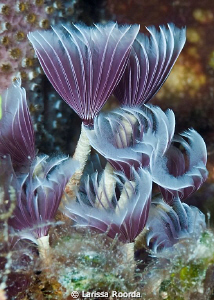Underwater Tulips.  (Feather Dusters). by Larissa Roorda 